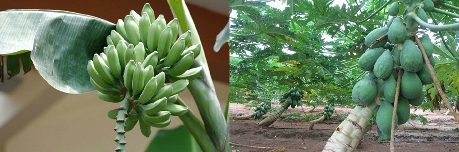 廣東徐聞縣行業(yè)級(jí)農(nóng)業(yè)科技示范園嫁接智慧農(nóng)業(yè)實(shí)現(xiàn)智能種植管理