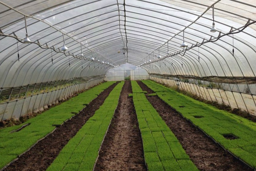 湖南省水稻專業(yè)化集中育秧重點示范區(qū)利用智慧農(nóng)業(yè)技術(shù)提高管理標(biāo)準(zhǔn)