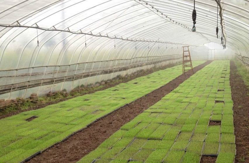 湖南省水稻專業(yè)化集中育秧重點示范區(qū)利用智慧農(nóng)業(yè)技術(shù)提高管理標(biāo)準(zhǔn)