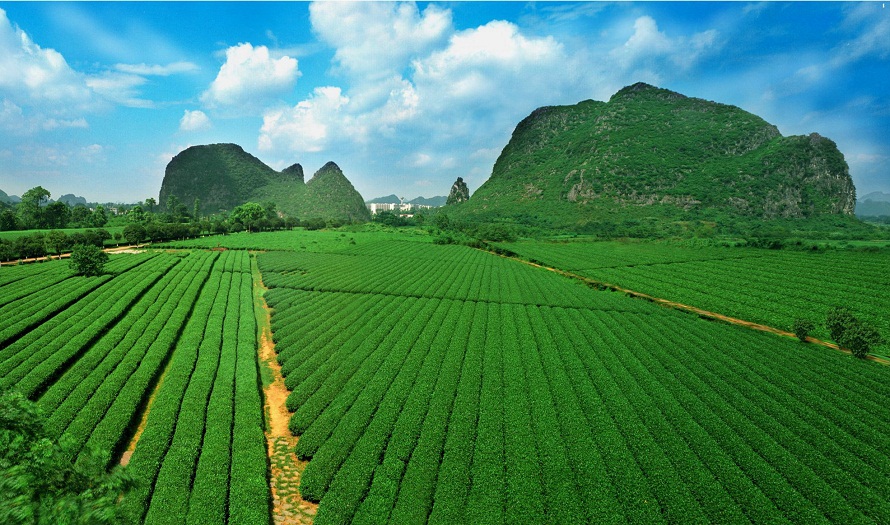 廣西桂林茶葉研究所借助智慧農(nóng)業(yè)技術(shù)開展精細化種植