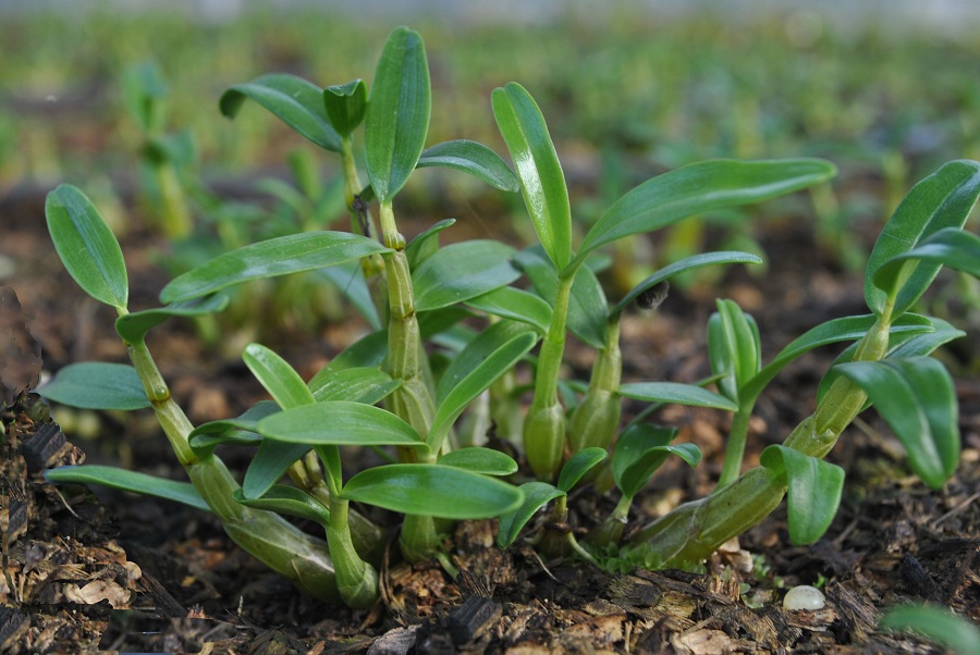 智慧農(nóng)業(yè)服務(wù)之風(fēng)正在席卷“植物王國(guó)”云南
