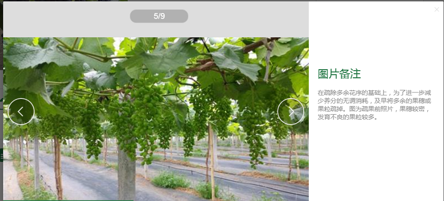 重慶知名農(nóng)業(yè)品牌利用智慧農(nóng)業(yè)技術(shù)打造高端“向氏葡萄”