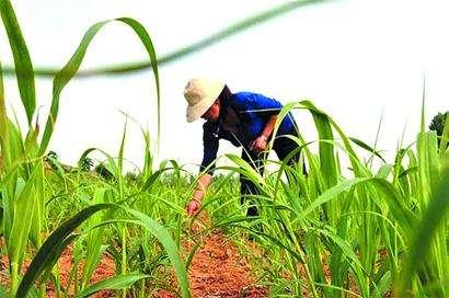 עڿеAƼҲܱO(jin)؎ľcЧ