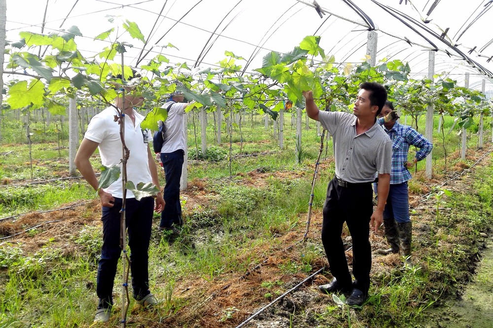 廣西東蘭縣山區(qū)開啟葡萄智能化產(chǎn)業(yè)扶貧生產(chǎn)示范 廣西東蘭縣山區(qū)開啟葡萄智能化產(chǎn)業(yè)扶貧生產(chǎn)示范