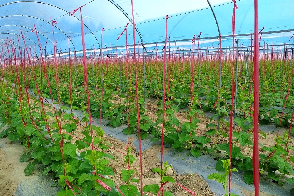 ǻr(nng)I(y)ֺǹƼͨa(chn)cN(xio)