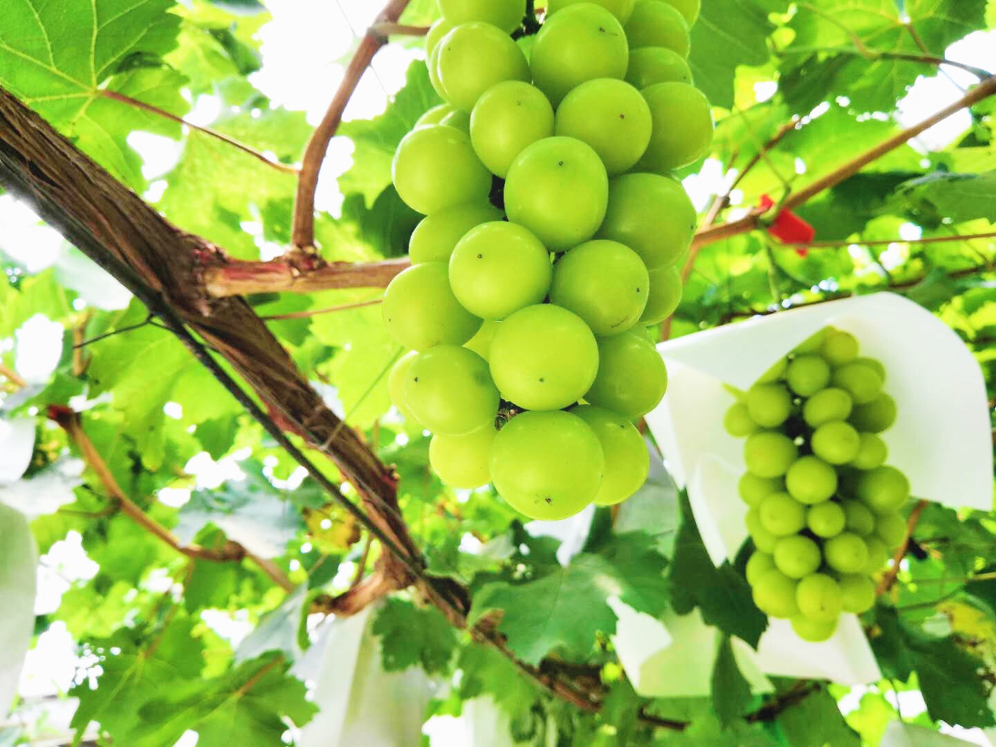 읙(rn)a(chn)(sh)(yn)؏ķNNƷ|(zh)(yng)õϼ̳