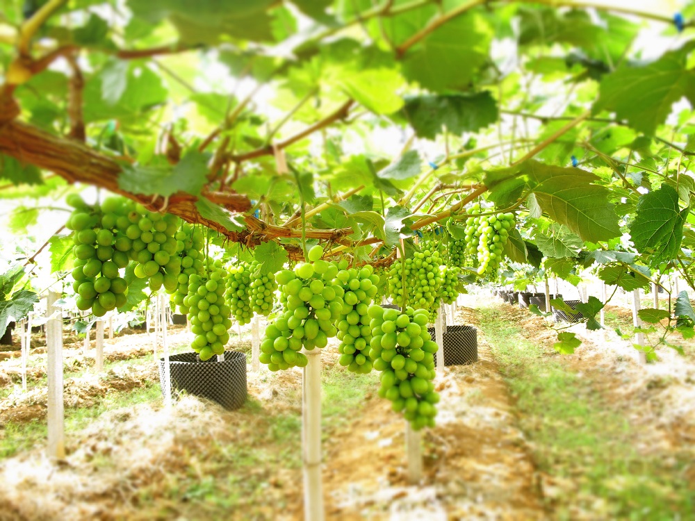 읙(rn)a(chn)(sh)(yn)؏ķNNƷ|(zh)(yng)õϼ̳