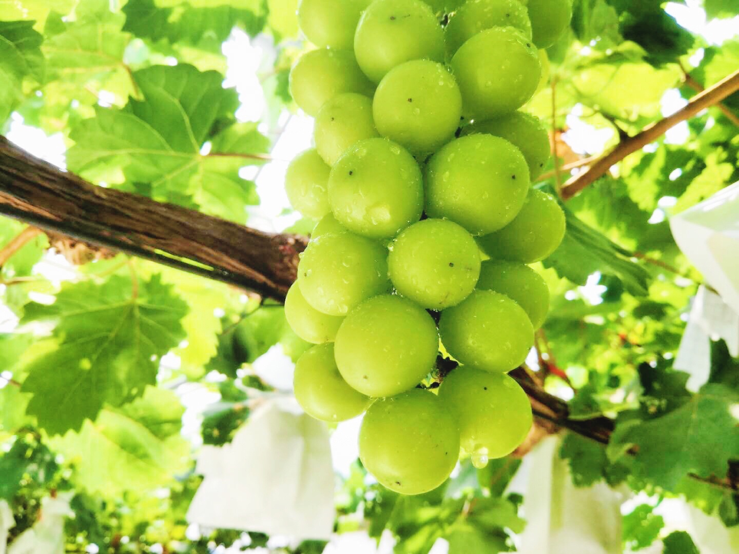 읙(rn)a(chn)(sh)(yn)؏ķNNƷ|(zh)(yng)õϼ̳