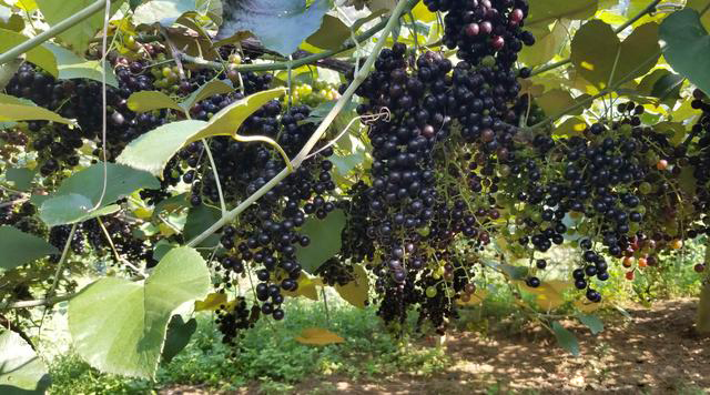 Vr(nng)a(chn)ƷԴ_Nͨ·Ұɽ߳ɽ