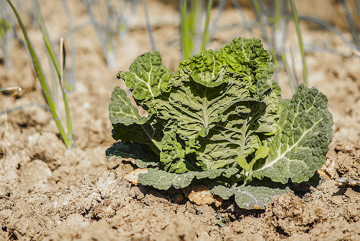 l(xing)R݇a(chn)_չ˜ʻNֲ