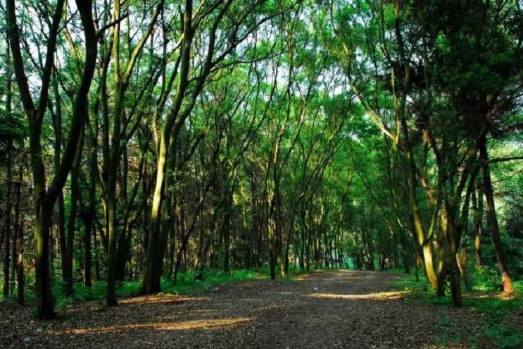 VTɭֹ@ǻr(nng)I(y)g(sh)ɭֻ(zi)