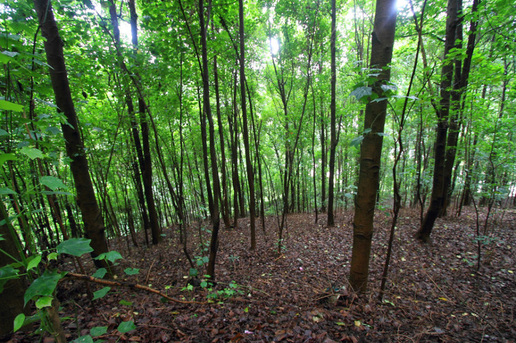 VTɭֹ@ǻr(nng)I(y)g(sh)ɭֻ(zi)