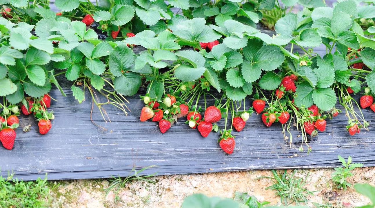 ʹݮֵcıǈԶƵĘ(bio)(zhn)