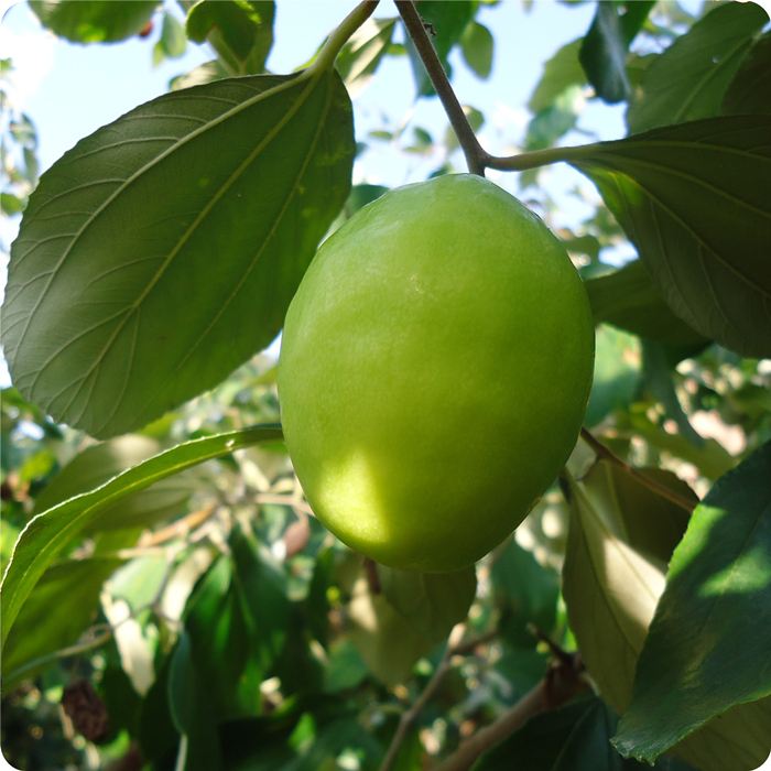 @(g)B(yng)ȫhġԪ\Ϙ(bio)(zhn)D(zhun)¸֮·